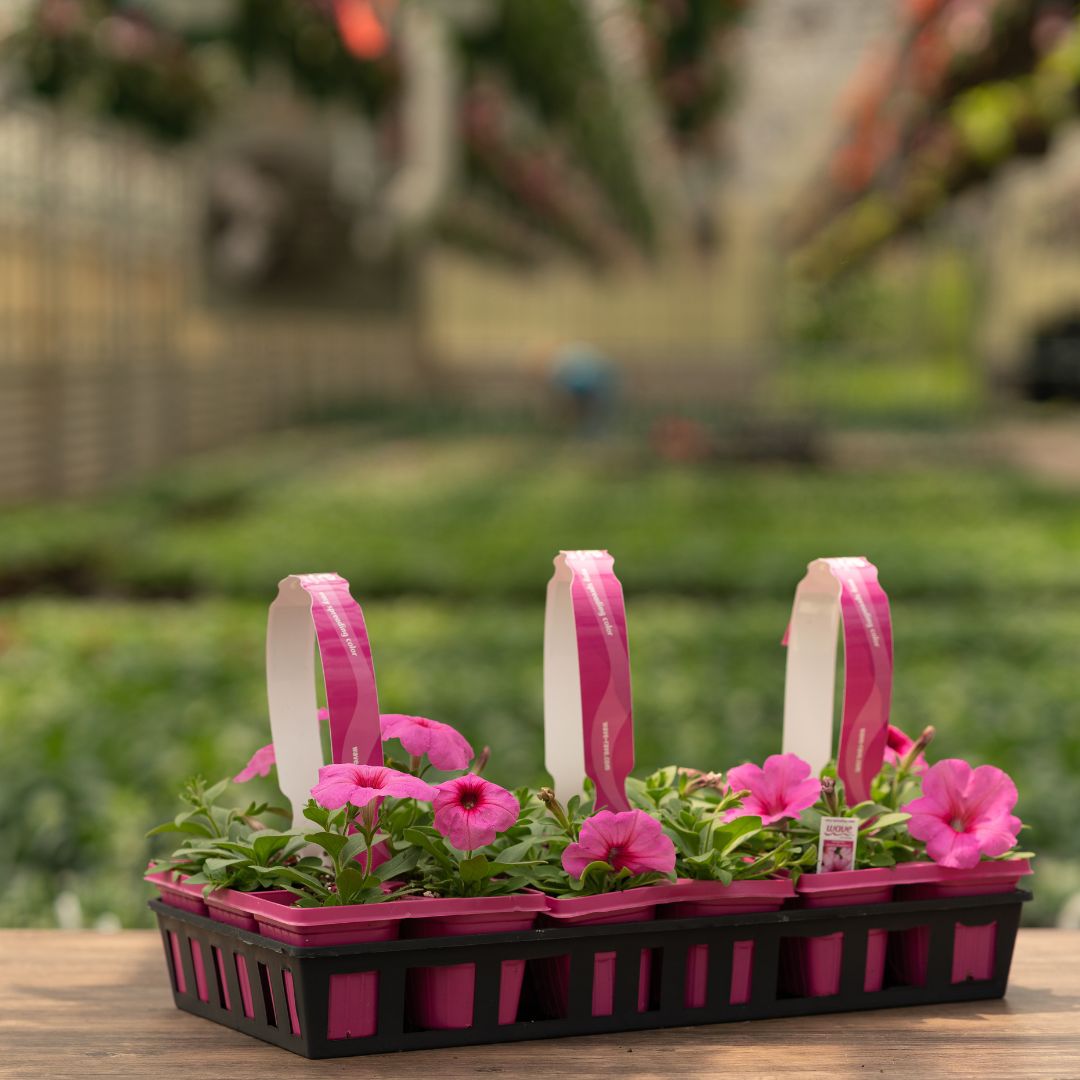Petunia – Easy Wave Pink Passion – 306 Pack